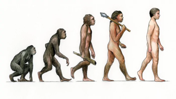 Hình 1. Quá trình tiến hóa của con người