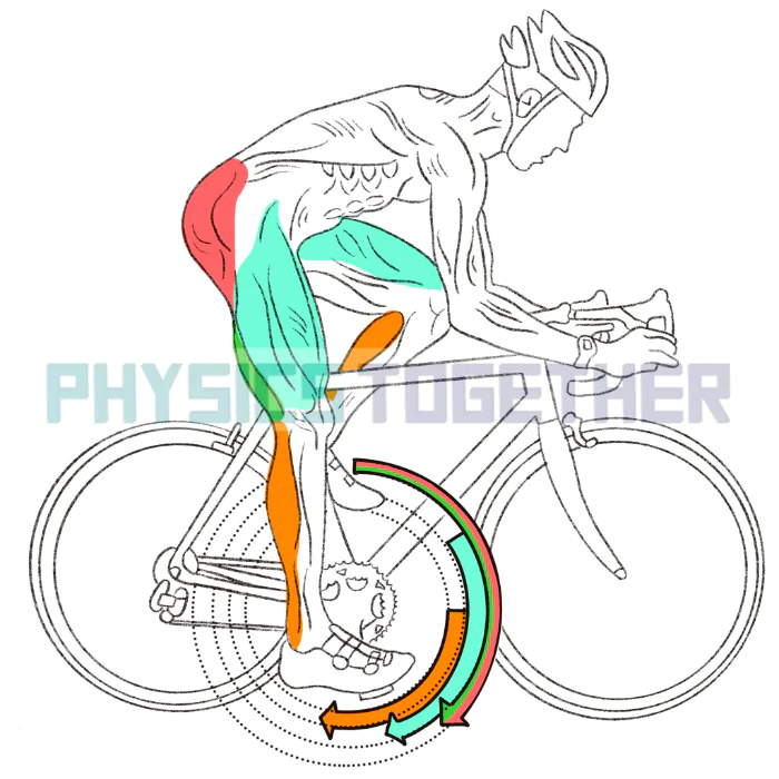 Cơ bắp hoạt động khi người đạp xe đạp